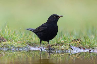 Karatavuk Turdus merula yakın görüşte