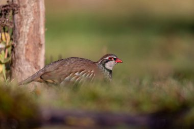 Kırmızı bacaklı keklik Alectoris rufa yakından görülüyor