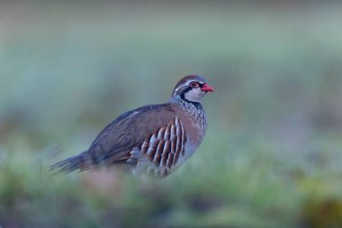 Kırmızı bacaklı keklik Alectoris rufa yakından görülüyor