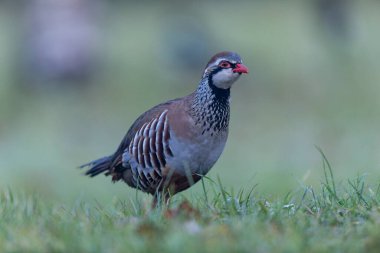 Kırmızı bacaklı keklik Alectoris rufa yakından görülüyor