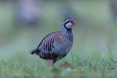 Kırmızı bacaklı keklik Alectoris rufa yakından görülüyor