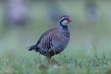 Kırmızı bacaklı keklik Alectoris rufa yakından görülüyor