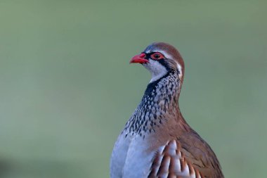 Kırmızı bacaklı keklik Alectoris rufa yakından görülüyor