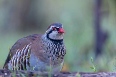 Kırmızı bacaklı keklik Alectoris rufa yakından görülüyor