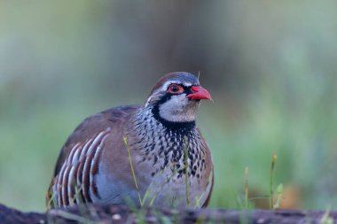 Kırmızı bacaklı keklik Alectoris rufa yakından görülüyor