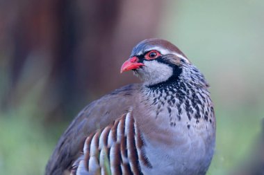 Kırmızı bacaklı keklik Alectoris rufa yakından görülüyor
