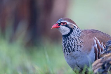 Kırmızı bacaklı keklik Alectoris rufa yakından görülüyor