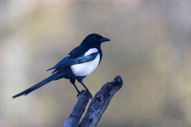 Avrupa saksağan pikası bir sandığın üzerinde oturuyor