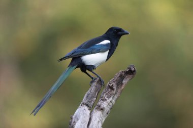 Avrupa saksağan pikası bir sandığın üzerinde oturuyor