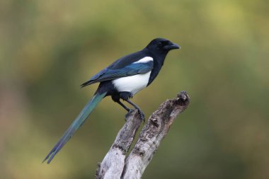 Avrupa saksağan pikası bir sandığın üzerinde oturuyor
