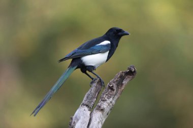 Avrupa saksağan pikası bir sandığın üzerinde oturuyor