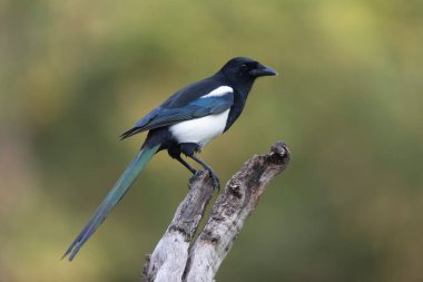 Avrupa saksağan pikası bir sandığın üzerinde oturuyor