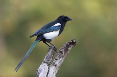 Avrupa saksağan pikası bir sandığın üzerinde oturuyor