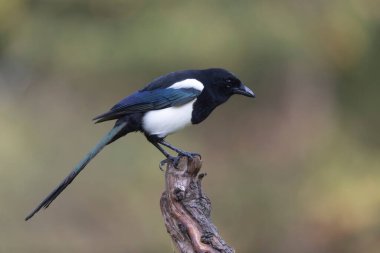 Avrupa saksağan pikası bir sandığın üzerinde oturuyor