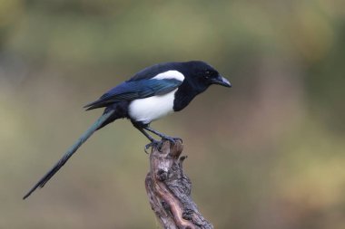 Avrupa saksağan pikası bir sandığın üzerinde oturuyor