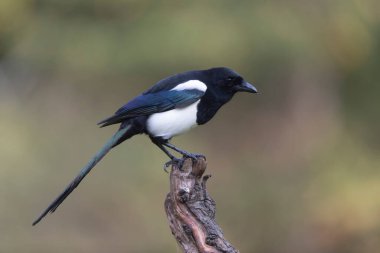 European Magpie Pica pica sitting on a trunk clipart