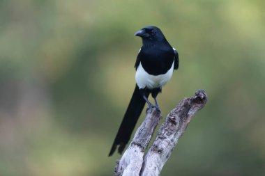 Avrupa saksağan pikası bir sandığın üzerinde oturuyor