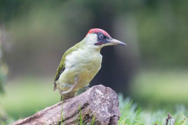 Avrupalı yeşil ağaçkakan Picus viridis bir sandığa tünedi
