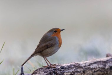 Robin Erithacus Rubecula dallara tünemiş.