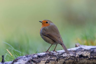 Robin Erithacus Rubecula dallara tünemiş.