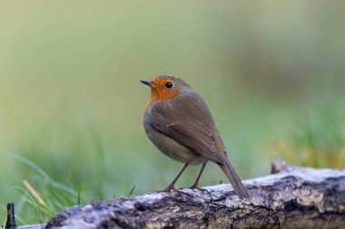 Robin Erithacus Rubecula dallara tünemiş.