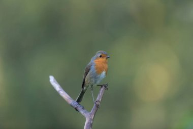 Robin Erithacus Rubecula dallara tünemiş.