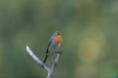 Robin Erithacus Rubecula dallara tünemiş.