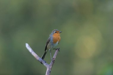 Robin Erithacus Rubecula dallara tünemiş.