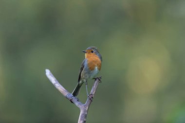 Robin Erithacus Rubecula dallara tünemiş.