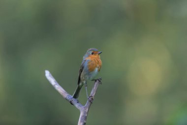 Robin Erithacus Rubecula dallara tünemiş.