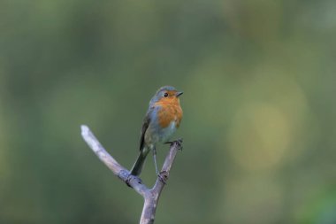 Robin Erithacus Rubecula dallara tünemiş.