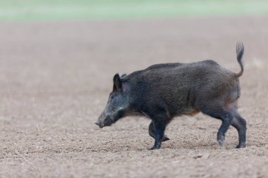 Açık arazide koşan yaban domuzu Sus Scrofa