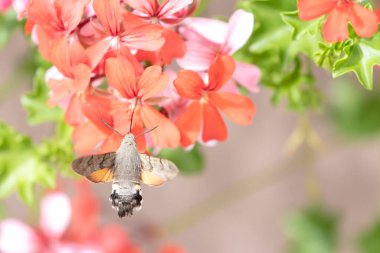 Hummingbird-hawkmoth Macroglossum stellatarum bir bahçede Begonia ile besleniyor.