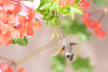 Hummingbird-hawkmoth Macroglossum stellatarum bir bahçede Begonia ile besleniyor.