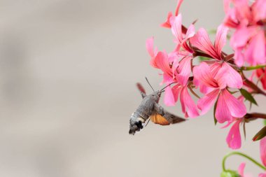 Hummingbird-hawkmoth Macroglossum stellatarum bir bahçede Begonia ile besleniyor.