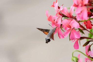 Hummingbird-hawkmoth Macroglossum stellatarum bir bahçede Begonia ile besleniyor.