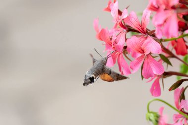 Hummingbird-hawkmoth Macroglossum stellatarum bir bahçede Begonia ile besleniyor.