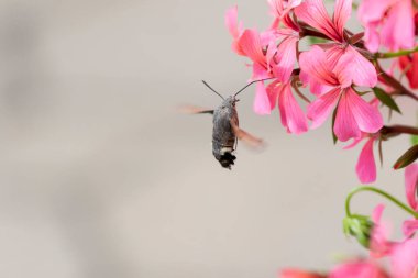 Hummingbird-hawkmoth Macroglossum stellatarum bir bahçede Begonia ile besleniyor.