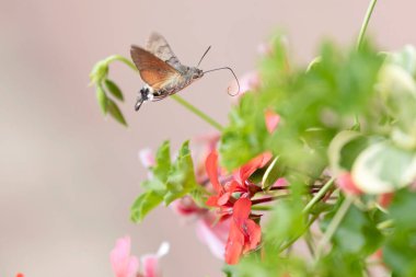 Hummingbird-hawkmoth Macroglossum stellatarum bir bahçede Begonia ile besleniyor.