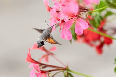 Hummingbird-hawkmoth Macroglossum stellatarum bir bahçede Begonia ile besleniyor.