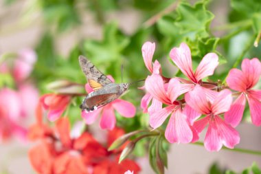 Hummingbird-hawkmoth Macroglossum stellatarum bir bahçede Begonia ile besleniyor.