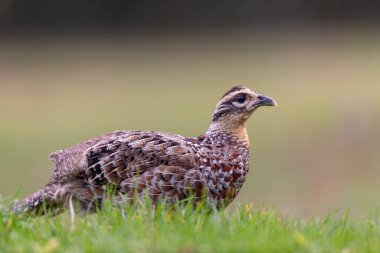 Reeves sülün Syrmaticus reevii kadın yakın görüşte yerde