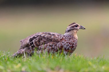 Reeves sülün Syrmaticus reevii kadın yakın görüşte yerde