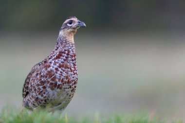 Reeves sülün Syrmaticus reevii kadın yakın görüşte yerde