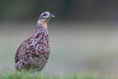 Reeves sülün Syrmaticus reevii kadın yakın görüşte yerde