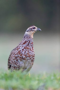 Reeves sülün Syrmaticus reevii kadın yakın görüşte yerde