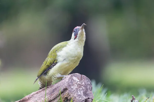 欧洲一种绿色啄木鸟 栖息在树干上 — 图库照片