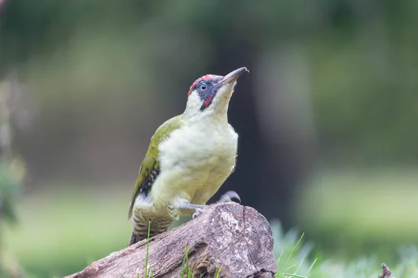 European Green Woodpecker Picus Viridis Perched Trunk — Stock Photo, Image