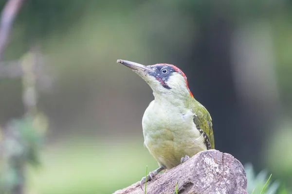 欧洲一种绿色啄木鸟 栖息在树干上 — 图库照片