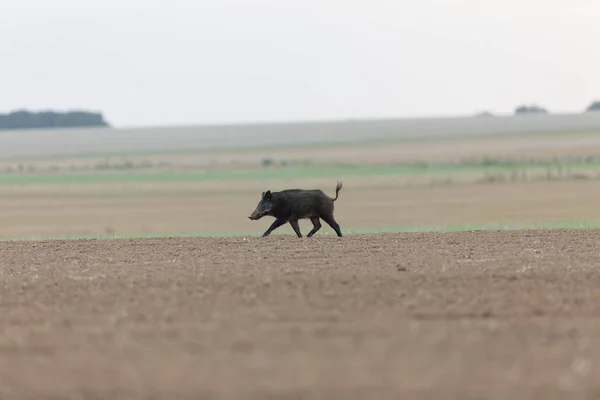 野猪Sus Scrofa穿过开阔的田野 — 图库照片
